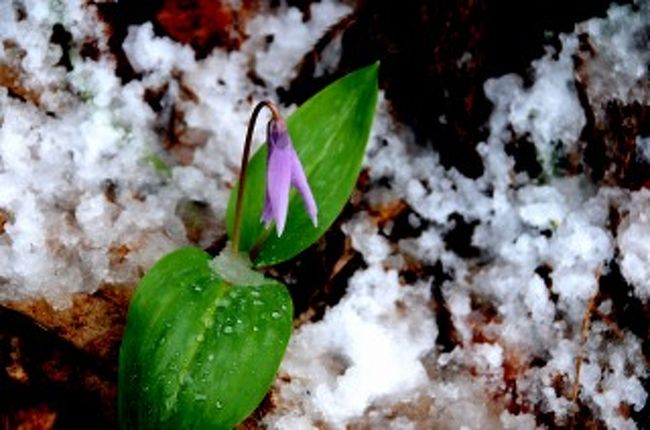 梅雨のさなかです。<br />清涼感のある雪景色も良いものです<br />4/21に南魚沼郡にあるカタクリ群生地「六万騎山」にカタクリの<br />　　観察会で行きました。<br />前日まで春模様、桜の花を愛でながらのバスハイク。<br />全山カタクリの咲く「六万騎山」に心が躍るものがありました。<br />六万騎山は雪の中、けなげに咲くカタクリの花と雪景色をお届けしましょう。<br /><br /><br />