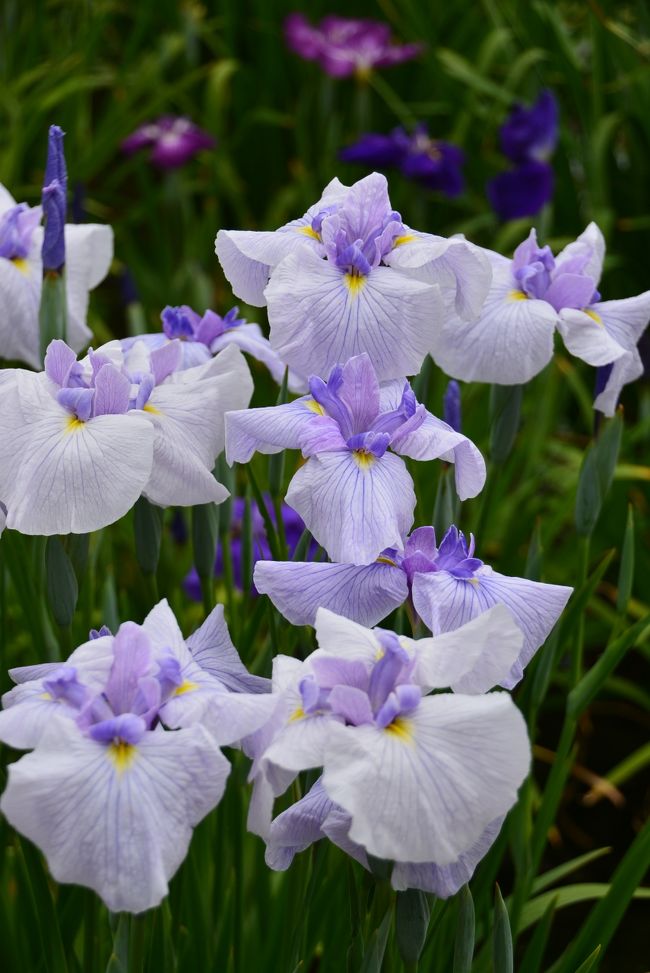 東京・葛飾区にある  「堀切菖蒲園」  に行ってきました。<br /><br />堀切の花菖蒲は江戸名所の一つとして古くから知られており、その景観は安藤広重や歌川豊国らの錦絵の題材にもなっているそうです。<br /><br />現在、ここは葛飾区が管理しており、面積は7000?、花菖蒲200種、6000株あるという。<br /><br />梅雨に入っても雨の無い曇り空のなか、優美な花菖蒲に出合ってきました。