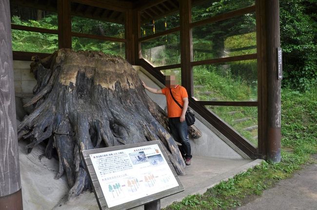 私たちと出雲大社は今までなぜか相性がイマイチでした。<br /><br />※２００７年７月　石見銀山が世界遺産登録されたので出雲大社・石見銀山・境港を２泊３日でまわる計画で出発。<br />運悪く過去最大級の台風４号上陸と重なってしまいました(T_T)<br />３日間びしょ濡れで観光しました。<br /><br />※２０１０年１０月　神在月にお参りしよう～と計画。<br />もげ隊長の大事な試験と重なってしまいキャンセル。<br /><br />※２０１３年２月　大遷宮途中を見ようと計画。<br />大雪でキャンセル。<br /><br />※２０１３年３月　もう雪の心配は無いね～と再度計画。<br />隊員が追突事故にあってしまいキャンセル。<br /><br />もうしばらくはやめとく？？？<br />と話していたのですがテレビでは大遷宮の番組がよくあります。<br />やっぱり行きたいなぁ・・・<br />５月は祭事ですごい人だろうから６月に行こう！<br />と６月の７～９日でお宿を予約しました。<br />梅雨だからなぁ　行けるかなぁ　と心配しながら晴れを祈る日々でした。