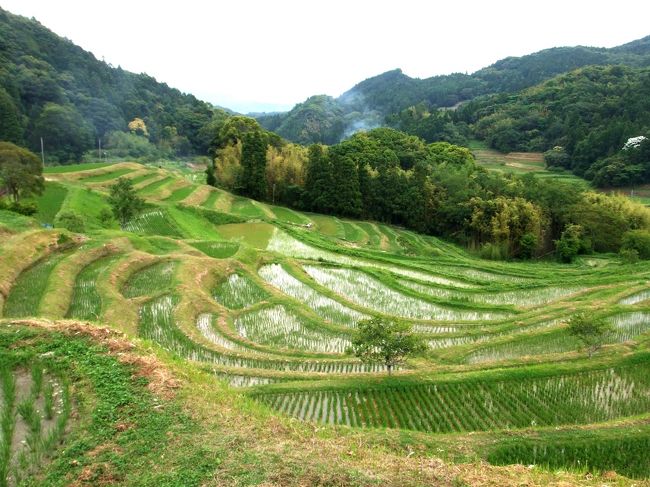 梅雨空の中　紫陽花と蛍の飛ぶ季節を迎えた<br />房総半島へ１泊旅行に出掛けました。<br /><br />東京から一番近い棚田「大山千枚田」<br />幾重にもつながる緑の田んぼ。<br />田螺とかえるさんがいっぱいいましたよ！！<br /><br />大事に守りたい日本の里山の風景です。<br />そして　今年も蛍の乱舞<br /><br />行く先々で地元の方に「近くで蛍見れますか？」て尋ねますが<br />返ってくる返事は、「昔はいっぱい蛍いたけど・・・今は見ないね。」<br /><br />房総半島ほぼ真ん中　名も知らぬ田舎の川が流れるその傍で<br />今年も蛍が、舞ってます。<br /><br />地元の方々に感謝です。<br /><br />自然を大切に！を強く感じた旅行となりました。<br /><br /><br />