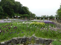 馬見丘陵公園でハナショウブ鑑賞（奈良県広陵町）