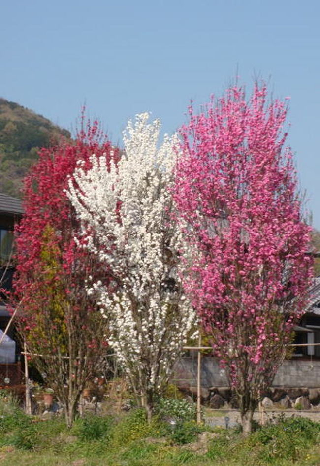 京都は南の端、加茂を旅してきました。<br /><br />市内には木津川が流れ、田園が広がる風光明媚な土地です。<br /><br />海住山寺五重塔、浄瑠璃寺と岩船寺等の古寺巡りや、当尾の石仏巡りは訪れる人々の心をなごませてくれます。<br /><br />春うらら、桜の花吹雪が舞い散る中、のんびりと山里を散策してきました。<br /><br />心安らぐ一日でした。<br /><br />