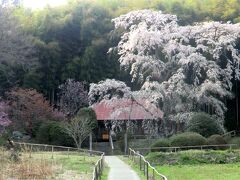 2013郡山・三春桜めぐり。3 雪村庵、弘法桜 夕暮れの桜花見