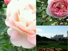 ウイーン、ブダペスト初夏の一人旅（４）～ウイーン、フォルクス庭園はバラ真っ盛り！～