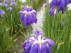 小さな旅　北山公園の菖蒲苑　Iris Garden in Kitayama Park