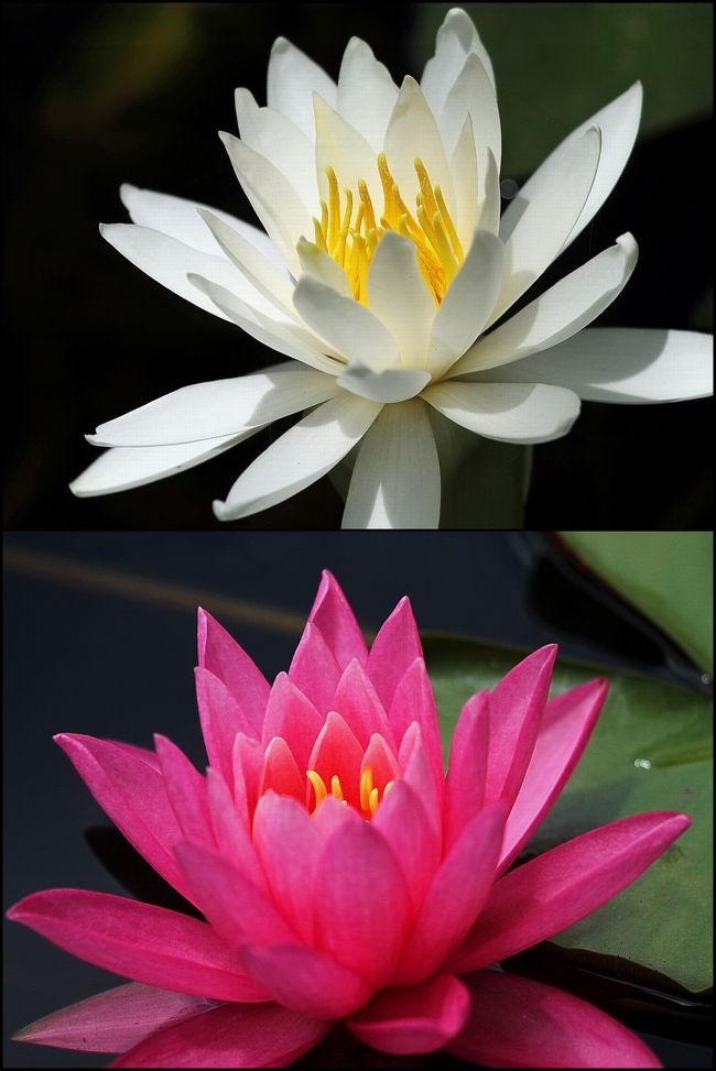 ■水の妖精と形容される花‘睡蓮’<br /><br />　スイレン属はNymphaeaと言われるところから水の妖精と形容される花です。<br />　花言葉は「清純な心」「優しさ」「甘美」など。<br />　睡蓮は蓮とちがって基本的に葉に切り込みが入ります。花はほとんど水面に咲きます。<br /><br />【手記】<br />　毎年訪れている極楽寺山。<br />　今年も山頂近くの蛇の池で水の妖精と形容される花‘睡蓮’が咲き競っていました。<br />　土曜日から睡蓮まつりが始まり人出が多くなりますので、一足先に美しい睡蓮の花を愛でに行って参りました。<br /><br />▼極楽寺山<br />　極楽寺山は標高693m、廿日市市と広島市の境にそびえる名峰です。<br />　山頂近くの「蛇の池」は睡蓮の池として有名で、６月下旬から９月下旬にかけて、赤・白・黄・ピンク色の睡蓮の花々が湖面に咲き競います。<br /><br />▼蛇の池伝説<br />　蛇の池に住む蛇は頭が八つ、尻尾が三本あり、毎年春の雨の夜に出雲に這って行き、秋には（娘をさらって）帰ってくるといわれ、スサノオノミコトが大蛇を退治されてからはこの蛇の這う音が聞こえなくなったとも云われています。<br /><br />・極楽寺山〜第10回睡蓮まつり〜<br />　　６月15日（土）〜７月31日（水）<br />