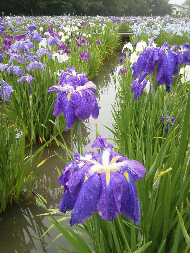 北山公園の菖蒲苑　　2013.6.14　　10：20<br /><br />梅雨空が最も似合う菖蒲が満開の北山公園（東京都東村山市）の菖蒲苑に行ってきました。<br />たまたま近くに用事があったついでの、1時間にも満たない短時間でしたが、雨上がりの曇り空の下で、色とりどりの菖蒲が咲き乱れてとても綺麗で心が和みました。<br /><br />花の色は青系統が多いですが、白や黄色、紫などいろいろで、複雑な模様との組み合わせで数えきれません。<br /><br />「東村山菖蒲まつり」開催中で、たくさんの出店も週末が勝負でしょうね。<br /><br />撮影　Panasonic P-07B サイズ1600×1200　WB曇り<br />携帯写真機とあなどるなかれ、立派なデジタルカメラです。<br />ただし花が大きく写った画像の多くは露出補正(ハイライトをマイナスに）して色飛びやハレーションを修正しました。<br /><br />