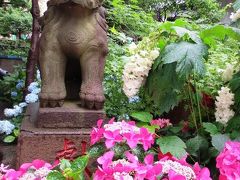 ＜梅雨の東京散歩＞白山神社のあじさい祭り＆巣鴨･おばあちゃんの原宿へ