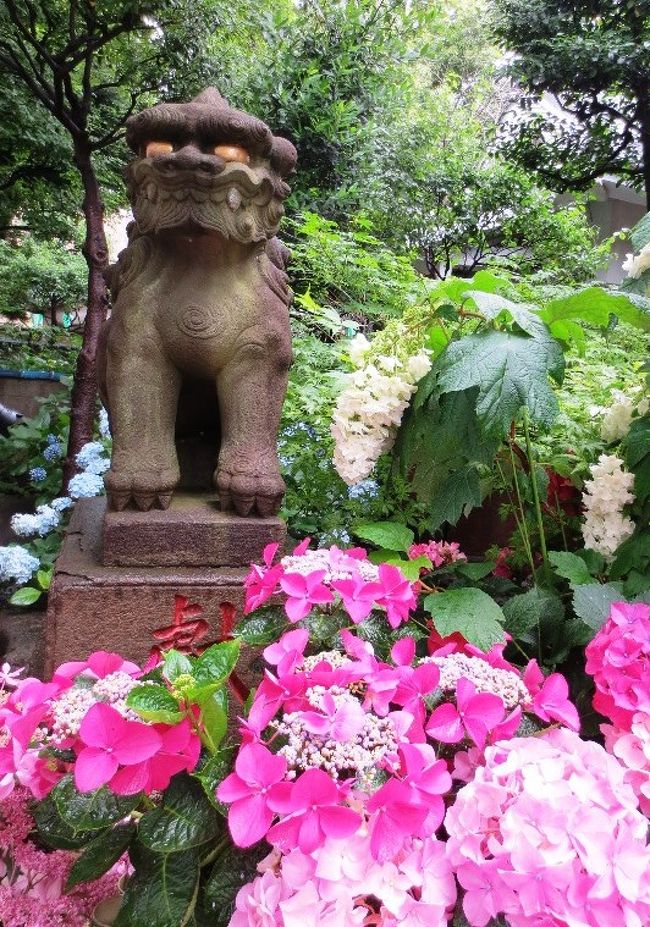 ここ数日･･･雨が降ったりやんだりの梅雨らしい天気の東京の街。<br />本日は、都心に用事があったので･･･用事ついでに出掛けて来ました。<br /><br />梅雨の時期のお楽しみと言えば･･･やっぱり「あじさい」ですよね〜。<br />東京からも手軽に出掛けられる、神奈川県の「鎌倉」「箱根」の<br />紫陽花は人気の名所でやっぱり気になりますが･･･<br /><br />今回は見頃を迎えたと言う、都心の「あじさいの名所」を訪れました。<br />場所は文京区にある「白山神社」･･･今は「あじさいまつり」の真っ最中！<br /><br />本日の午前中は雨が降ったりやんだりの生憎の天気だったのですが･･･<br />「紫陽花」にとっては最高の天気だったりしますよね♪<br />雨に濡れて、一層色鮮やかになったあじさいをたっぷり楽しみました！<br /><br />その後は･･･歩く訓練を兼ねて、巣鴨までのんびり歩く事に。<br />目的地は「おばあちゃんの原宿」として人気の「巣鴨地蔵通り商店街」<br /><br />１度も行った事が無かったので、帰りがてら立ち寄ってみました。<br />綺麗なあじさいを見て、蒸し暑い中歩いて、美味しい物食べて･･･<br />雨の日って、ついつい出掛けるが億劫になってしまいますが･･･<br />梅雨の東京の街を堪能した１日となりました♪