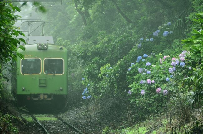 銚子電鉄の沿線に咲く綺麗なあじさいの花の風景を見に、銚子電鉄に乗ってあじさい散策をしました。