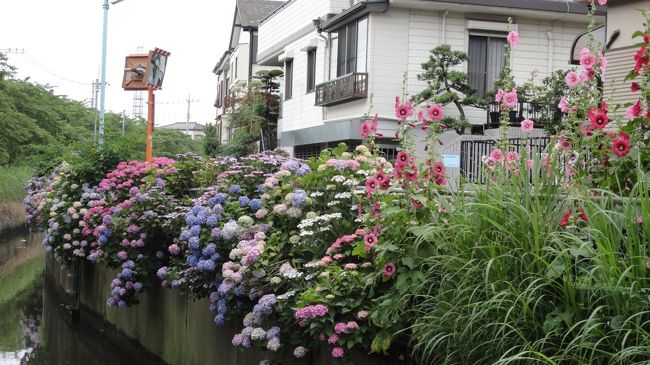 脂肪肝になった。自宅から往復20分ほどの散歩道。