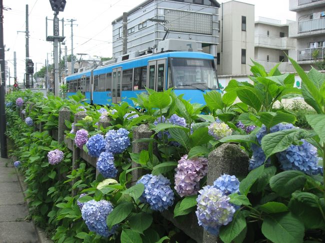 東急世田谷線のフリー切符で線路沿いの紫陽花と食べ歩きをしてきました。紫陽花は宮ノ前駅〜山下駅の間が一番綺麗でした。<br />旅行記の１は満来のあとの山下駅までです。<br /><br />★散歩ルート<br />三軒茶屋駅→マメヒコ本店（モーニング）→目青不動尊（教学院 最勝寺）→松原駅（紫陽花）→宮の坂駅（旧玉電デハ80系）→世田谷八幡宮→宮の坂駅〜山下駅間の紫陽花→豪徳寺→満来（ラーメン）→山下駅→上町駅→世田谷代官屋敷→世田谷区立郷土資料館→鹿港（肉まん）→カフェ・ロッタ（ラテアート）→おがわ屋（おでん種）→Boulangerie Sudo（パン）→松陰神社→三軒茶屋駅→キャロットタワー展望室→浜田家（パン）→氷工房 石ばし（かき氷）→パンケーキママカフェVoiVoi（パンケーキ）→三軒茶屋駅→下高井戸駅→京王井の頭線東松原駅の紫陽花ライトアップ