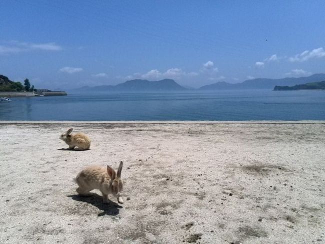 瀬戸内海に浮かぶ大久野島（通称ウサギ島）へ行ってきましま。<br />第二次世界大戦後に小学校で飼われていた数羽のウサギをはなし、天敵がいないことから島中に繁殖したとか。<br />うさぎの愛くるしさがたまりません。<br /><br />ちなみにスマホ投稿機能からです。