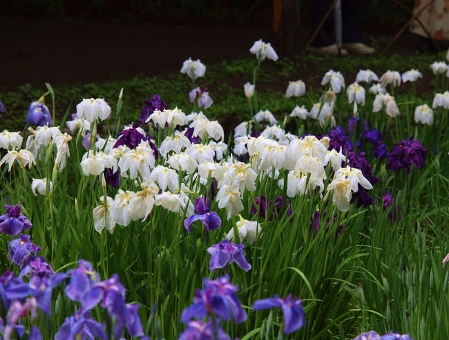 例年通り　明治神宮へ花菖蒲を写そうと。。<br /><br />　雨時々曇り、、雨で菖蒲の花も綺麗でしょう。　人もすくないかと<br /><br />　　大手町の用事も済ませ　代々木　明治神宮へ<br /><br />明治神宮<br />http://www.meijijingu.or.jp/<br /><br />２０１０　明治神宮菖蒲田　５０５本の花が咲く<br />http://4travel.jp/traveler/jiiji/album/10469006/<br />２０１１　明治神宮　花菖蒲ー１<br />http://4travel.jp/traveler/jiiji/album/10577243/<br />２０１１　明治神宮　花菖蒲ー２<br />http://4travel.jp/traveler/jiiji/album/10577486/<br />２０１１　明治神宮　花菖蒲ー３<br />http://4travel.jp/traveler/jiiji/album/10577691/ <br />２０１２　明治神宮　花菖蒲　上<br />http://4travel.jp/traveler/jiiji/album/10681383/<br />２０１２　明治神宮　花菖蒲　下　東郷神社<br />http://4travel.jp/traveler/jiiji/album/10681574/<br />２０１３　雨の降る合間の　明治神宮　花菖蒲　上<br />http://4travel.jp/traveler/jiiji/album/10681574/