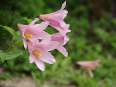 関西オススメ！手軽にたくさんの高山植物のお花見ができるトコロ～六甲高山植物園～