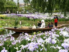 東洋一 “水郷佐原水生植物園” の花菖蒲