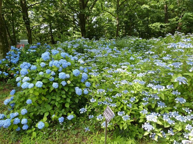 神代（じんだい）植物公園と隣接する深大寺（じんだいじ）には前から行ってみたいと思いつつ、あまり便利な場所ではないので見送っていました。<br />前日までは涼しかったのに、この日は30℃くらいまで気温が上がり、蒸し暑い一日でした。