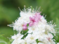 雨が降ったら　鎌倉紫陽花散歩