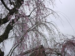 桜前線を追いかけて２０１３～岩手・秋田～ ②盛岡・角館・秋田空港