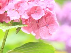 紫陽花、雨に咲く　～～多摩川台公園～～