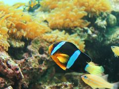 梅雨時は水族館へ行ってみよう♪葛西臨海水族園♪