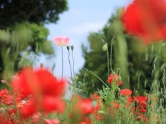 ＜昭和記念公園 Flower Festival＞ ポピーとハーブの花たちに出会う休日。　