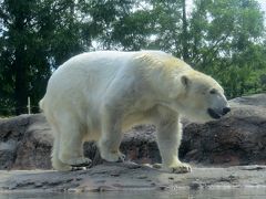 愛知ホッキョクグマ紀行　豊橋総合動植物公園のんほいパーク　はじめまして！！チャッピー君 クッキーちゃん