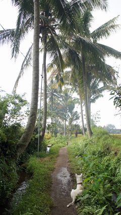 PARIWISATA BALI（15）モンキーフォレストからニュークニン村を歩き、プヌスタナン村とウブド・カジャのスバックウォークを楽しむ。