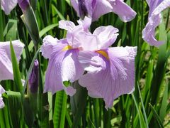 滝谷花しょうぶ園2013