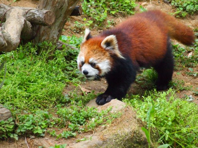 丘陵地帯に造られた広大な動物園。<br />東京にいながらにしてガッツリ登山気分。<br />アップダウンがキツく、ちょっとした運動になります。<br />全部見ようとすると冗談抜きで一日仕事。<br />行った後はあまりの疲労に「当分いいや…」という気持ちになりますが、<br />しばらく経つとまた行きたくなる素敵スポットです。<br />