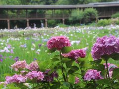 初めての本土寺のあじさい詣は雨の中を強行（前編）広角ズームレンズで捉えた雨のあじさい寺