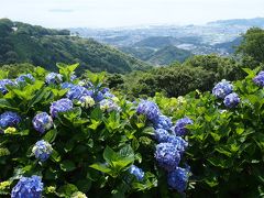 近くに行きたい♪　「愛知の紫陽花の名所　三ヶ根山スカイラインと本光寺(*^。^*)」