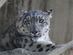 魅力的なネコ科大型動物と素晴らしいゴリラ・チンパンジー舎：王子動物園