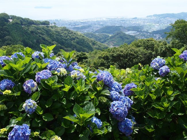 梅雨入りしたものの全く雨が降る気配無し(&gt;_&lt;)<br />じめじめするのはもちろん嫌ですが、降らないと農作物に多大な被害を与えてしまうので、適度に降ってもらいたいものですけど・・<br /><br />などと優等生的な発言をしようとも、お出掛けの日に雨が降るのは困るわけで、そんな好天に恵まれた日曜日、ちょっくら近場の紫陽花の名所をたずねてみました（＾−＾）