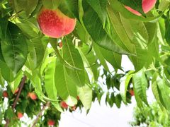 山梨・春日居町の素敵な桃畑を散策しに訪れてみた