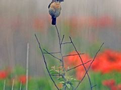 野鳥撮影記録（２０１３年６月下旬）