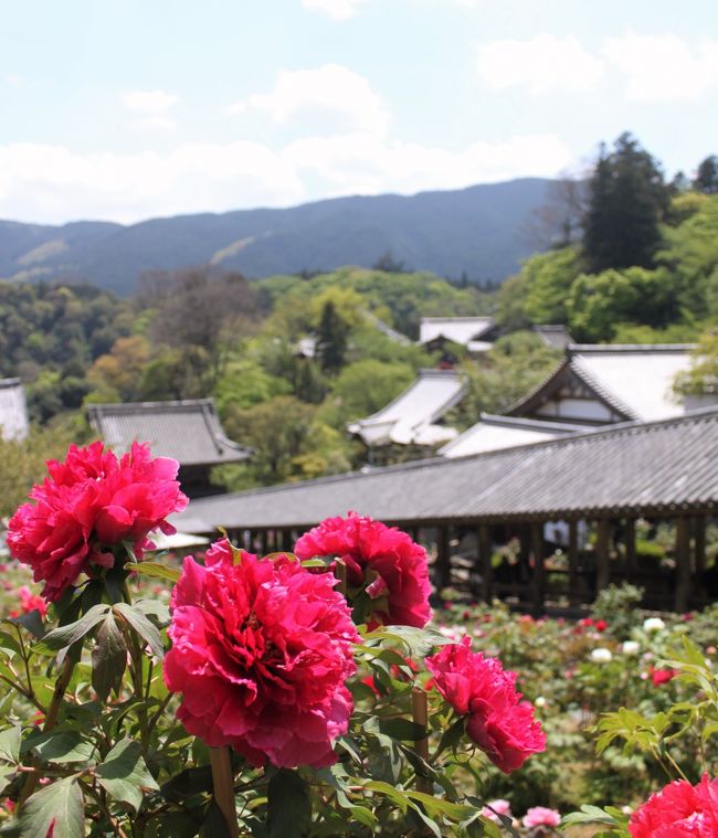 奈良の花の御寺を巡りました。<br />室生寺のシャクナゲ。<br />長谷寺の牡丹。<br />当麻寺の牡丹。<br />石光寺の牡丹と芍薬。<br />歴史ある伽藍と咲き誇る花々、絵になる風景です。<br />　