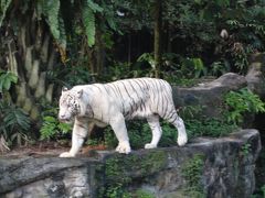 ２泊４日、シンガポール弾丸旅行。　２日目