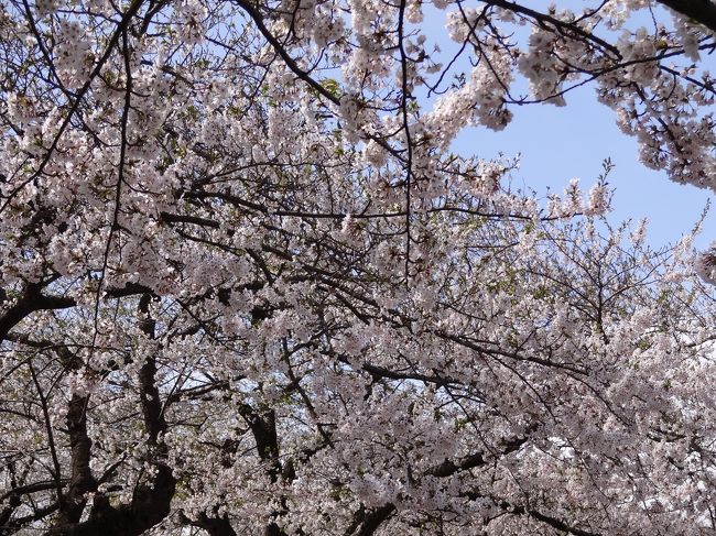 ここ数年春の東北花見が恒例化していますがリベンジに北上展勝地に向かいます。今年こそは満開の桜を求めて北へと出かけます。渋滞嫌いな連れはゴールデンウィークなので前日出発です(- -;)車中泊で旅が始まります