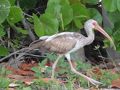 2013 GW フロリダとニューヨーク06：サニベル島　夕陽と野鳥と貝殻