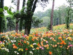 ＜トトロの故郷･梅雨＞雨の日の花散歩・４５万株のゆりと10万本の花菖蒲