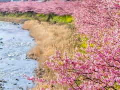 東伊豆ぐるり旅【6】～本州一の早咲き桜　河津桜～河津さくらまつり2013[前編]