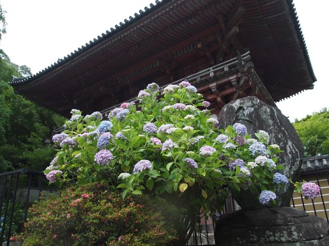 紫陽花の時期です。<br /><br />近くで紫陽花といえば、車で３０分くらいの所の久安寺を思い浮かべます。<br /><br />１０種類５０００株の紫陽花があるという、関西花の寺第１２番の久安寺、小雨のこの日、行くにはちょうど良いのかもしれません。<br /><br />【写真は、紫陽花の花に包まれた楼門です。】