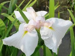 日照り続きの花しょうぶ園を訪ねてみました＜大和民俗公園＞前編