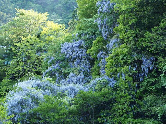 1年ぶりの日本一時帰国。両親と4人でゴールデンウィークに南房総へ足を延ばしました。<br />帰りは東大演習林を抜け大多喜へ。美しい新緑の中に一際映える藤の花がとっても印象的でした。グリーンと言ってもこんなにいろんな色があるんだな〜と<br />あらためて発見した旅でもありました。<br /><br />5/3 富津→鴨川 <br />鴨川館泊<br />5/4 鴨川→七里渓流散策→大多喜→ろばた焼き　童子