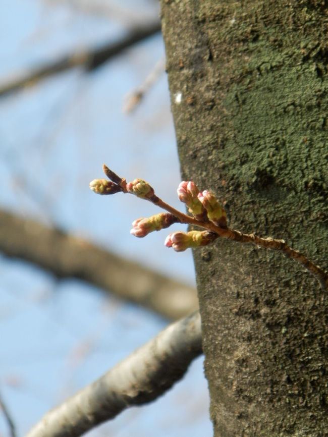 まだ桜には早いかなと思いつつ代々木公園を彷徨きに行ってみた。<br />とにかく地下鉄千代田線に乗り適当に代々木上原で下車した。<br />いつものノ〜プランにて昼食を済ませブラブラ歩き出した。<br />すると古賀政男記念館なんて気になる建物が目にとまる。<br />好奇心でで覗いてみると残念なことに有料施設である。<br />しかし建物からはJAZZの生演奏が流れてきていた。<br />受付嬢に尋ねてみると施設は有料だが演奏会は無料との返事であったので遠慮なく堪能させて貰う事となった。<br /><br />心地良い音楽を聴いて散歩を続けた。<br />代々木公園は一歩中に踏み入ると急に視界が開ける。<br />都会の真ん中に在るというのに不思議な感覚に陥る。<br />そしてなんと空には凧が乱舞している。<br />中には珍しい熱帯魚の凧も。<br /><br />広大な公園を歩きまわり明治神宮に抜けてみた。<br />参拝する本殿の向こうに新宿のビル群が抜け出る光景。<br />こちらも不思議な違和感を覚える神社である。<br /><br />久しぶりに竹下通りを歩いてみたくなった。<br />案の定、相変わらずの疎外感に囚われた。<br /><br />探索もそこそこに退散し表参道へと岐路を求めたのであった。<br /><br />桜さえ咲いてくれれば・・・<br /><br />いやはや辛いものがある。<br /><br />