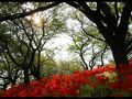 幸手・久喜・栗橋の旅行記