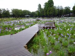 東京ぶらぶら（水元公園、旧安田庭園など）　ハナショウブ、アジサイを求めて　２０１３年