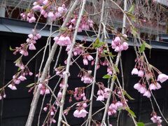 角館桜　東北桜紀行2013-2