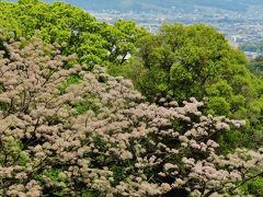 琴平-3　金刀比羅宮の下りは裏参道から　☆神苑林にセンダンの花咲いて